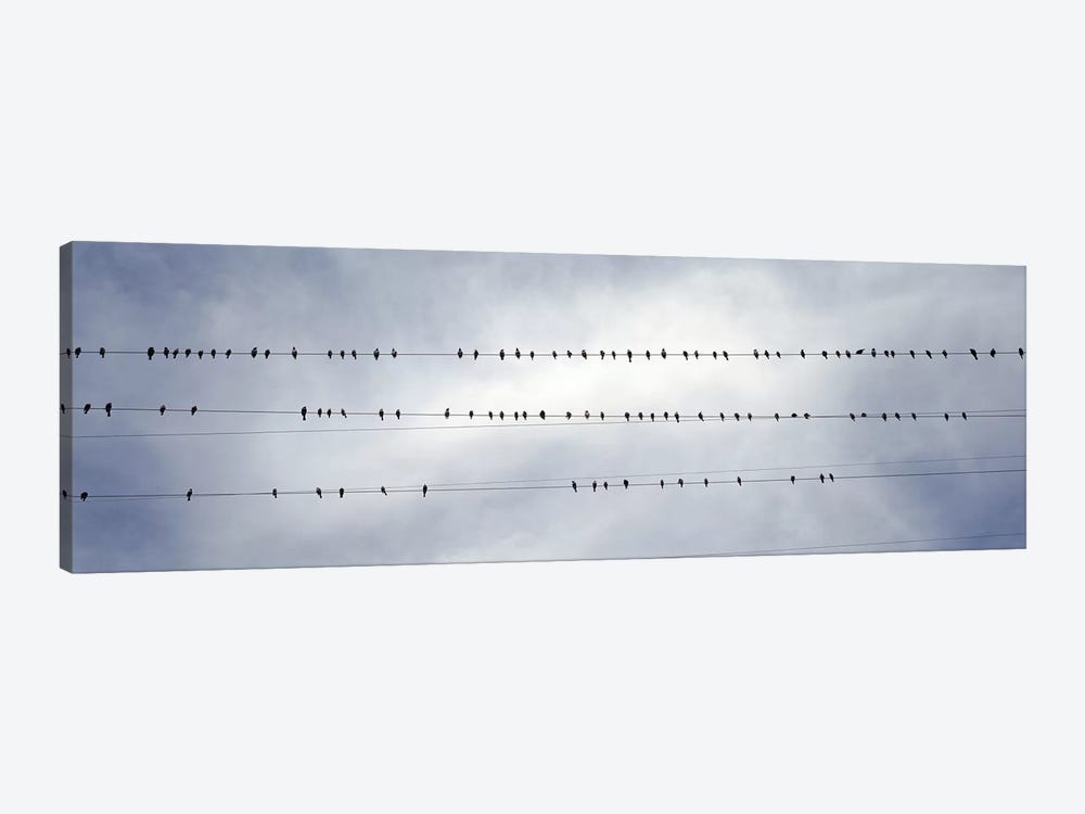 USACalifornia, Flock of birds sitting on power line by Panoramic Images 1-piece Canvas Art