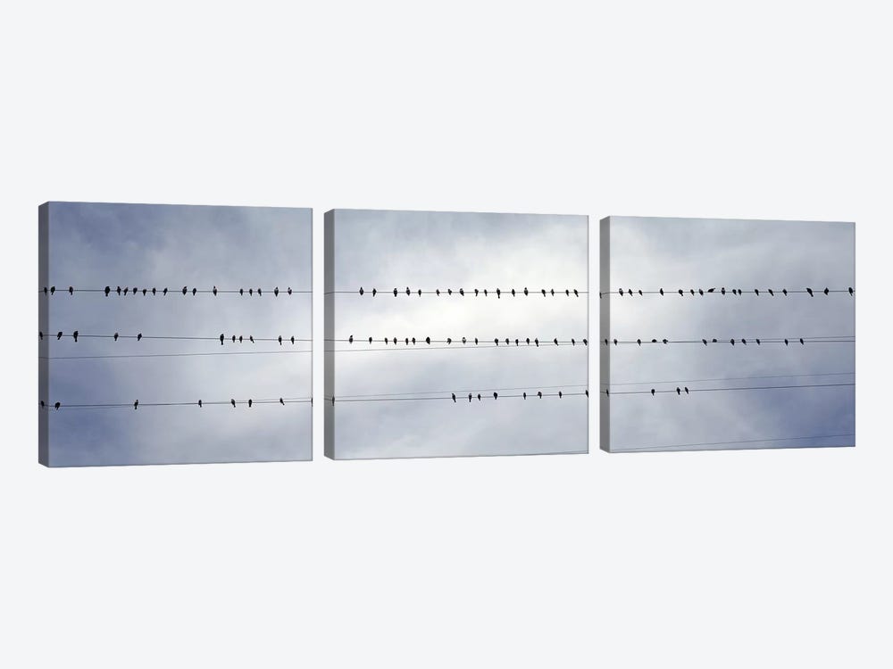USACalifornia, Flock of birds sitting on power line by Panoramic Images 3-piece Canvas Artwork