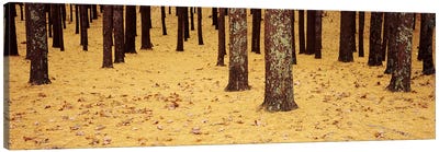 Low Section View Of Pine And Oak Trees, Cape Cod, Massachusetts, USA Canvas Art Print - Autumn Art