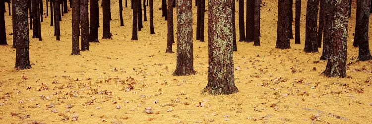 Low Section View Of Pine And Oak Trees, Cape Cod, Massachusetts, USA