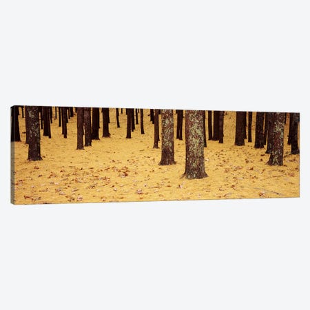 Low Section View Of Pine And Oak Trees, Cape Cod, Massachusetts, USA Canvas Print #PIM4692} by Panoramic Images Canvas Wall Art