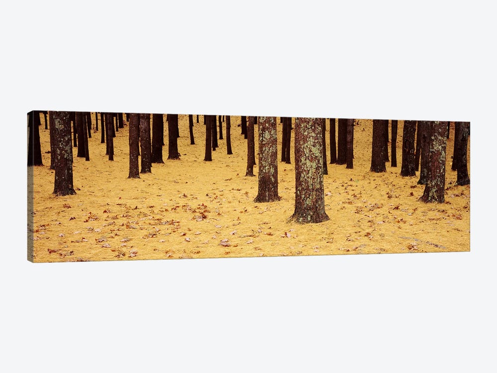 Low Section View Of Pine And Oak Trees, Cape Cod, Massachusetts, USA by Panoramic Images 1-piece Art Print
