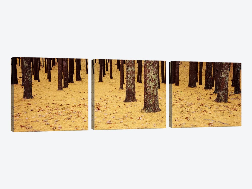 Low Section View Of Pine And Oak Trees, Cape Cod, Massachusetts, USA by Panoramic Images 3-piece Canvas Art Print