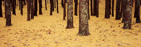 Oak Trees: Low Section View Of Pine And Oak Trees, Cape Cod, Massachusetts, USA by Panoramic Images