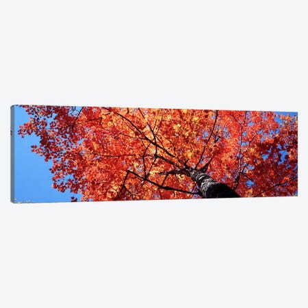  Low Angle View Of A Maple Tree, Acadia National Park, Mount Desert Island, Maine, USA Canvas Print #PIM4693} by Panoramic Images Canvas Art