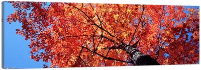  Low Angle View Of A Maple Tree, Acadia National Park, Mount Desert Island, Maine, USA Canvas Art Print - Maple Trees