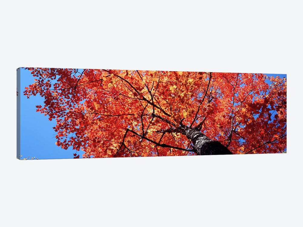  Low Angle View Of A Maple Tree, Acadia National Park, Mount Desert Island, Maine, USA 1-piece Canvas Wall Art