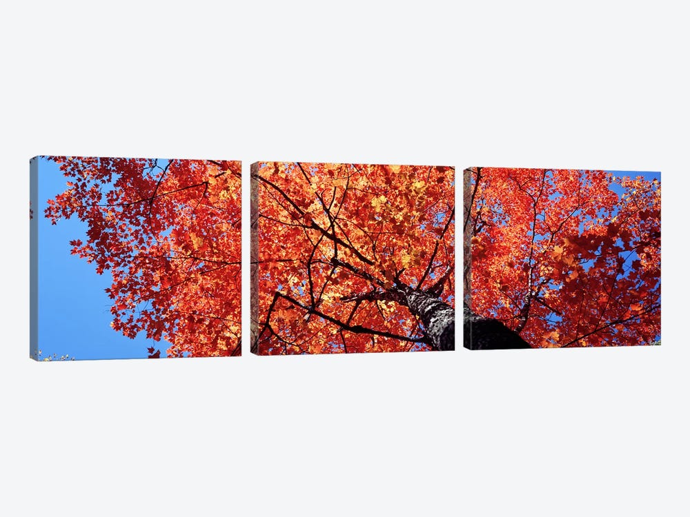  Low Angle View Of A Maple Tree, Acadia National Park, Mount Desert Island, Maine, USA by Panoramic Images 3-piece Canvas Wall Art