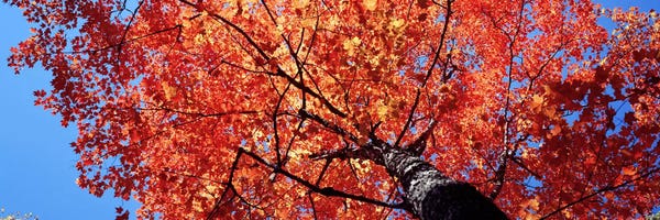 Maine:  Low Angle View Of A Maple Tree, Acadia National Park, Mount Desert Island, Maine, USA by Panoramic Images