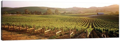 Vineyard Landscape, Los Carneros AVA, Napa Valley, California, USA Canvas Art Print - Country Scenic Photography
