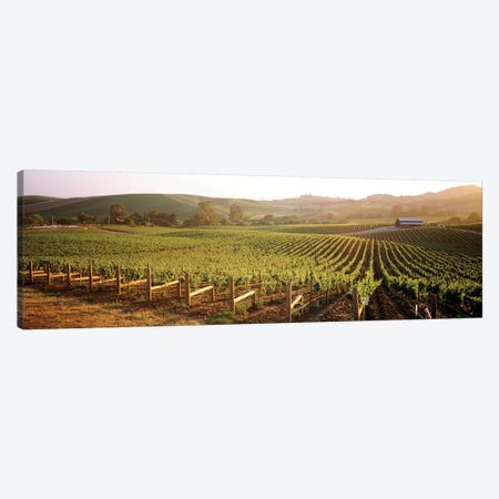 Vineyard Landscape, Los Carneros AVA, Napa Valley, California, USA Canvas Print #PIM4703} by Panoramic Images Canvas Artwork