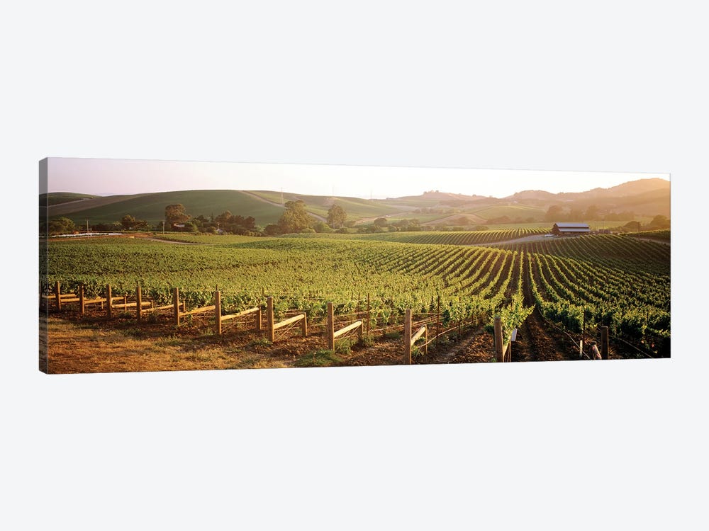 Vineyard Landscape, Los Carneros AVA, Napa Valley, California, USA by Panoramic Images 1-piece Canvas Art