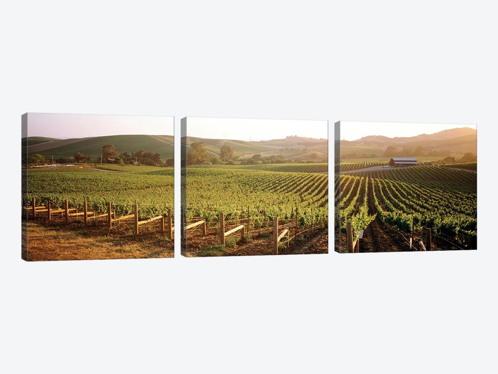Vineyard Landscape, Los Carneros AVA, Napa Valley, California, USA by Panoramic Images 3-piece Canvas Art