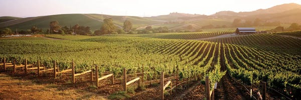 Vineyards: Vineyard Landscape, Los Carneros AVA, Napa Valley, California, USA by Panoramic Images
