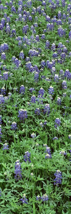 High angle view of plants, Bluebonnets, Austin, Texas, USA