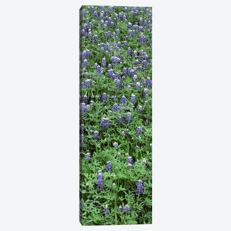 High angle view of plants, Bluebonnets, Austin, Texas, USA Canvas Print #PIM4735} by Panoramic Images Canvas Art