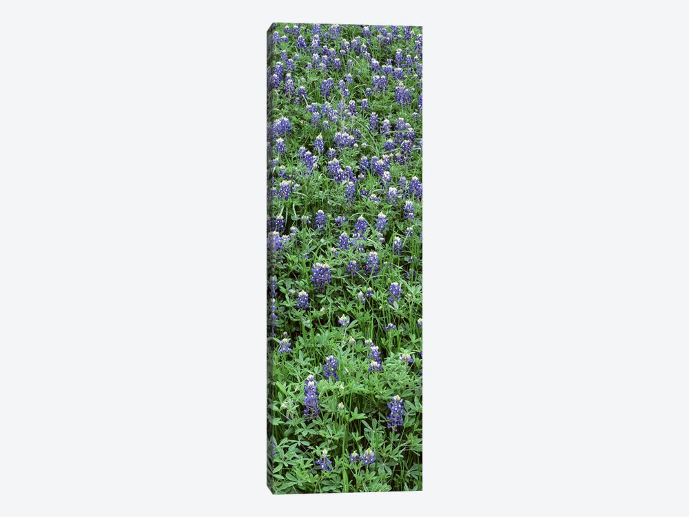 High angle view of plants, Bluebonnets, Austin, Texas, USA by Panoramic Images 1-piece Art Print