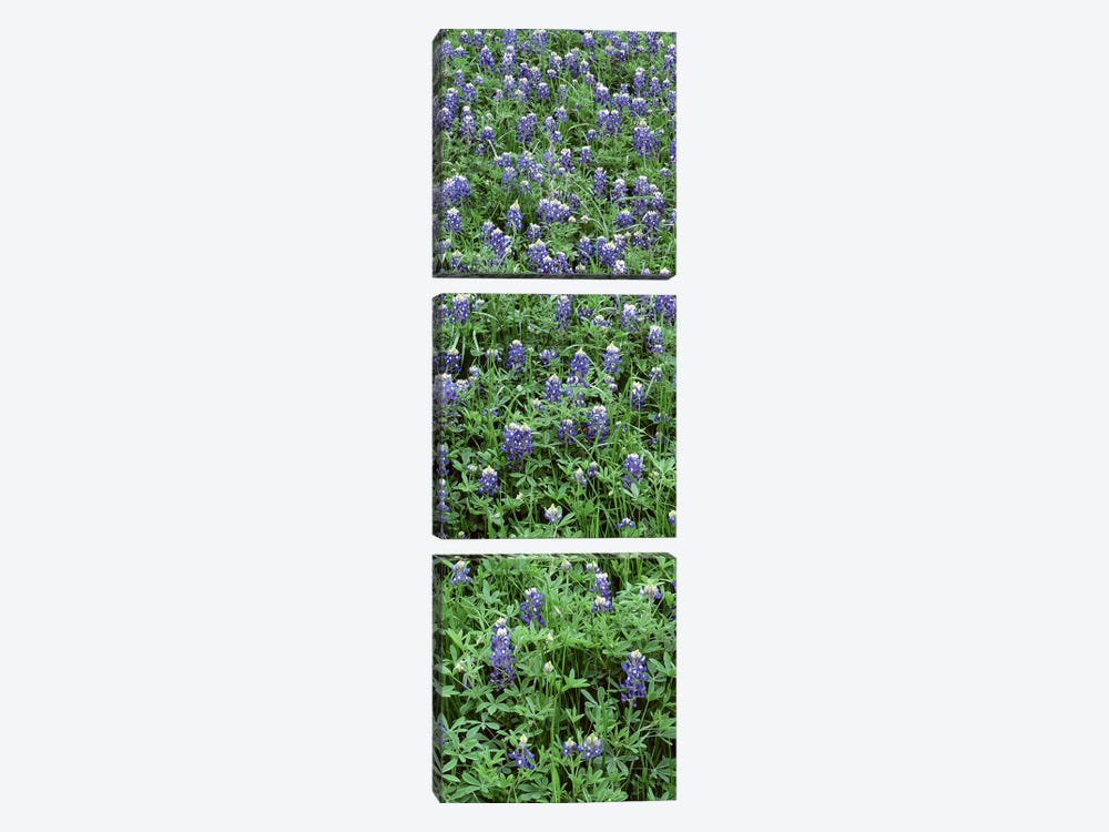 High angle view of plants, Bluebonnets, Austin, Texas, USA 3-piece Canvas Print