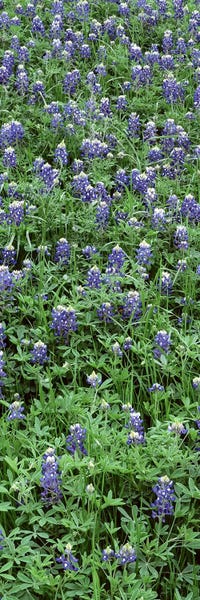 Bluebonnets: High angle view of plants, Bluebonnets, Austin, Texas, USA by Panoramic Images