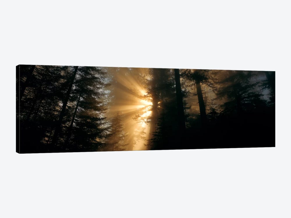 Crepuscular (God) Rays, Redwood National And State Parks, California, USA by Panoramic Images 1-piece Canvas Wall Art
