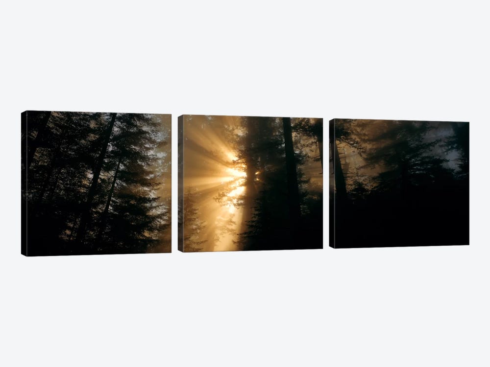 Crepuscular (God) Rays, Redwood National And State Parks, California, USA by Panoramic Images 3-piece Canvas Wall Art