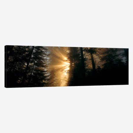 Crepuscular (God) Rays, Redwood National And State Parks, California, USA Canvas Print #PIM474} by Panoramic Images Canvas Artwork