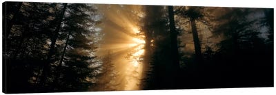 Crepuscular (God) Rays, Redwood National And State Parks, California, USA Canvas Art Print - Redwood Tree Art
