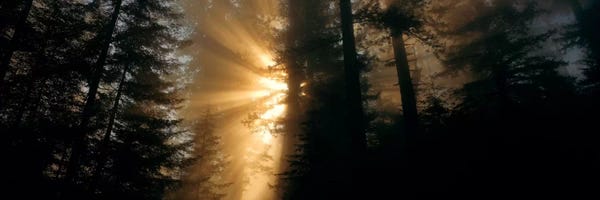 Redwood Trees: Crepuscular (God) Rays, Redwood National And State Parks, California, USA by Panoramic Images