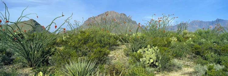 Mountainous Desert Landscape, Big Bend National Park, Texas, USA