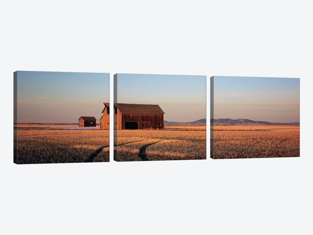 Old Barn In A Wheatfield, Hobson, Judith Basin County, Montana, USA by Panoramic Images 3-piece Art Print
