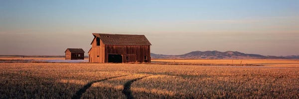 Barns: Old Barn In A Wheatfield, Hobson, Judith Basin County, Montana, USA by Panoramic Images