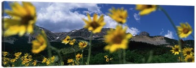 Mountain Landscape Behind Out Of Focus Wildflowers, Montana, USA Canvas Art Print - Daisy Art