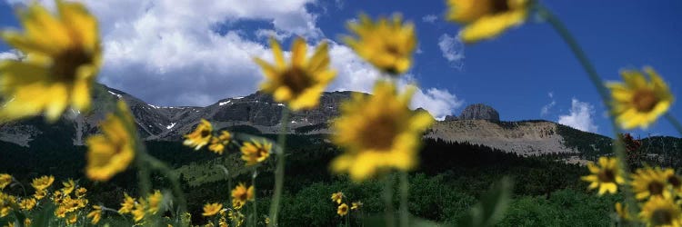 Mountain Landscape Behind Out Of Focus Wildflowers, Montana, USA