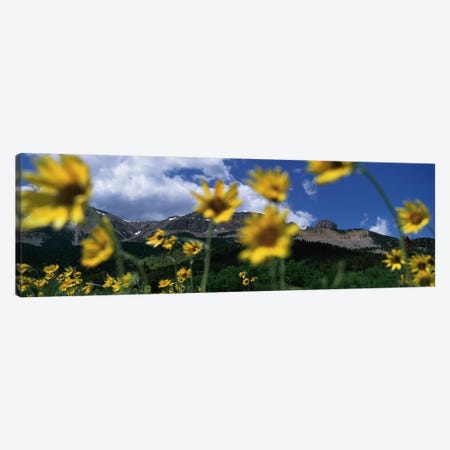 Mountain Landscape Behind Out Of Focus Wildflowers, Montana, USA Canvas Print #PIM4822} by Panoramic Images Canvas Print