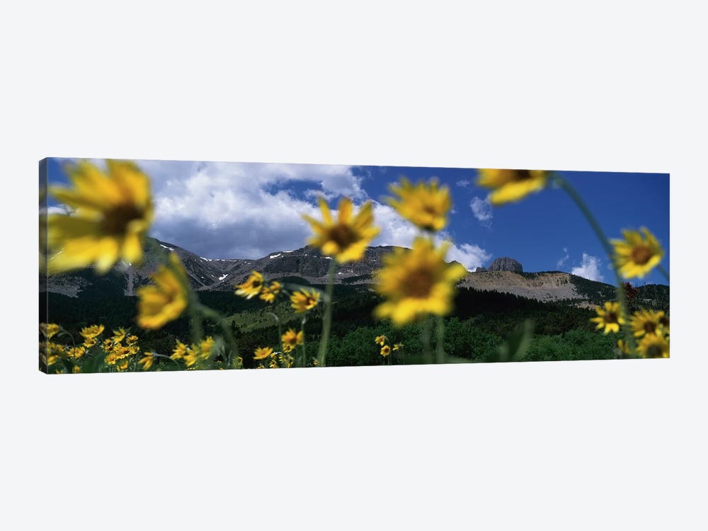 Mountain Landscape Behind Out Of Focus Wildflowers, Montana, USA by Panoramic Images 1-piece Canvas Art Print