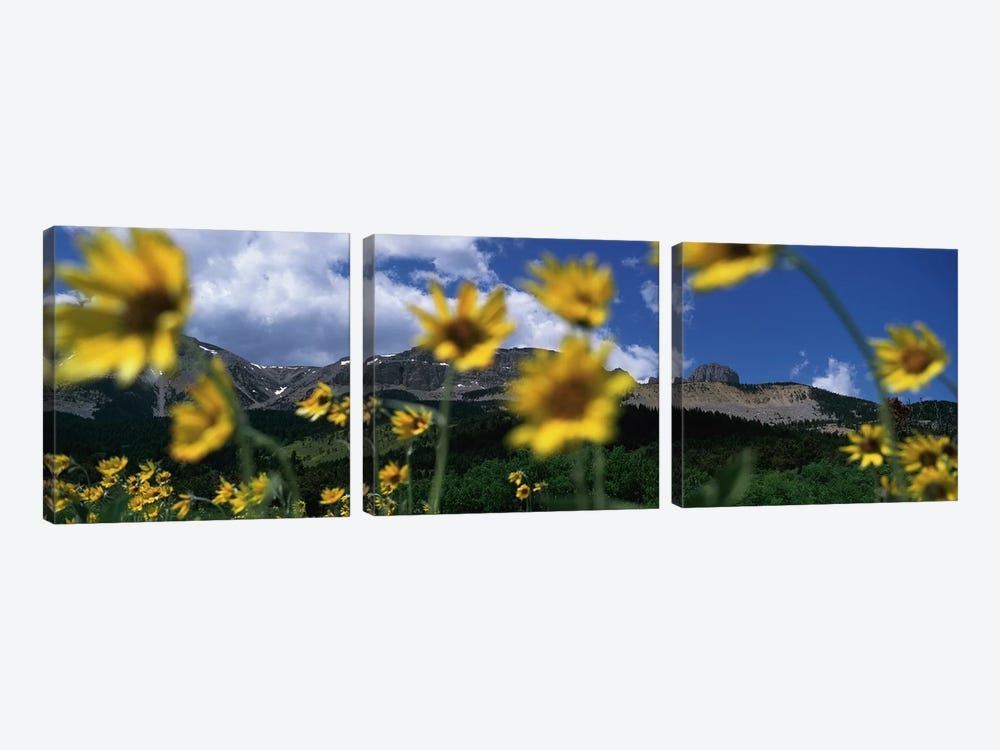Mountain Landscape Behind Out Of Focus Wildflowers, Montana, USA by Panoramic Images 3-piece Canvas Art Print