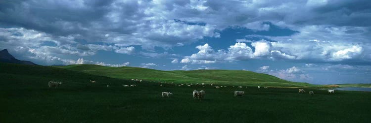 Charolais cattle grazing in a field, Rocky Mountains, Montana, USA