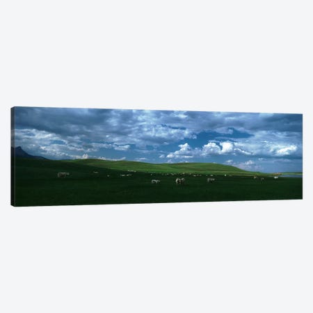 Charolais cattle grazing in a field, Rocky Mountains, Montana, USA Canvas Print #PIM4823} by Panoramic Images Canvas Art Print