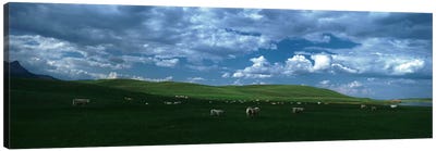Charolais cattle grazing in a field, Rocky Mountains, Montana, USA Canvas Art Print - Montana Art