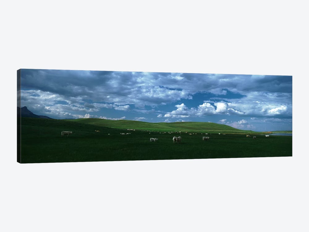 Charolais cattle grazing in a field, Rocky Mountains, Montana, USA by Panoramic Images 1-piece Canvas Art