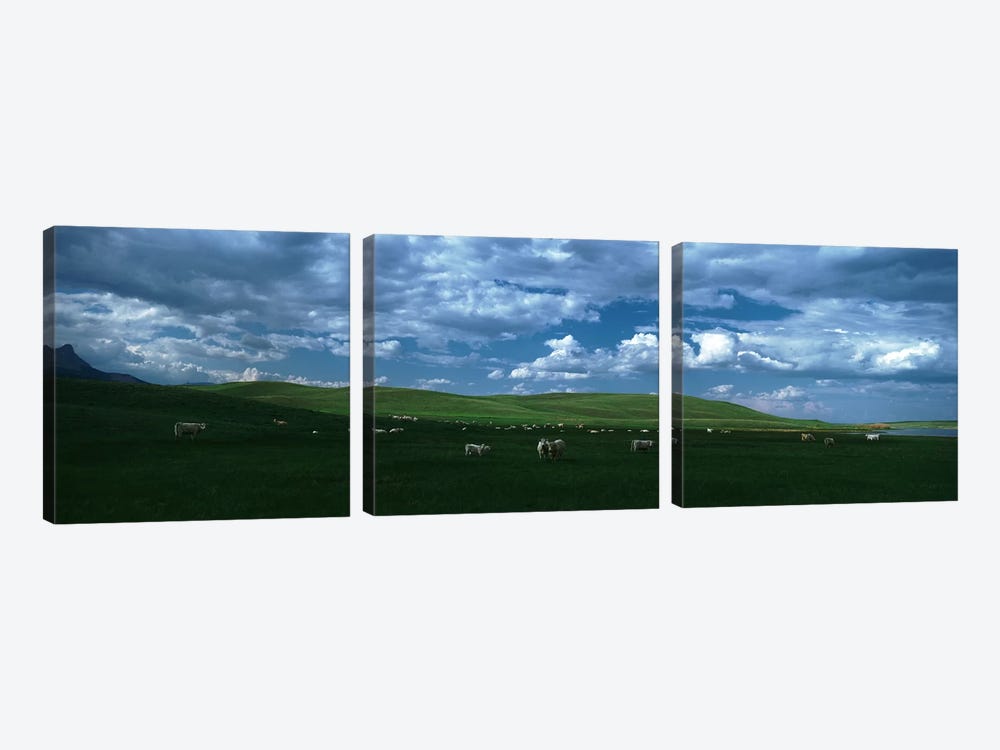 Charolais cattle grazing in a field, Rocky Mountains, Montana, USA by Panoramic Images 3-piece Canvas Artwork