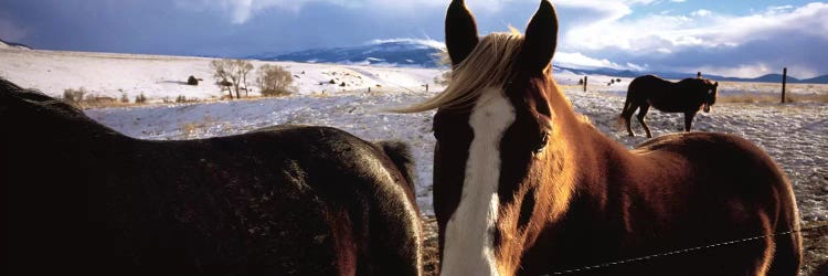 Horses in a field, Montana, USA