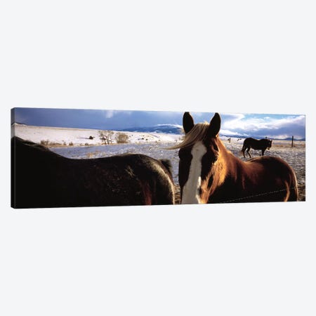 Horses in a field, Montana, USA Canvas Print #PIM4824} by Panoramic Images Canvas Wall Art