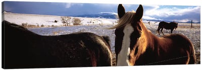 Horses in a field, Montana, USA Canvas Art Print - Montana Art