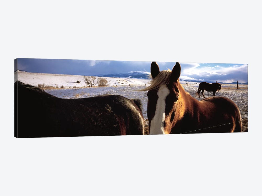 Horses in a field, Montana, USA by Panoramic Images 1-piece Canvas Print