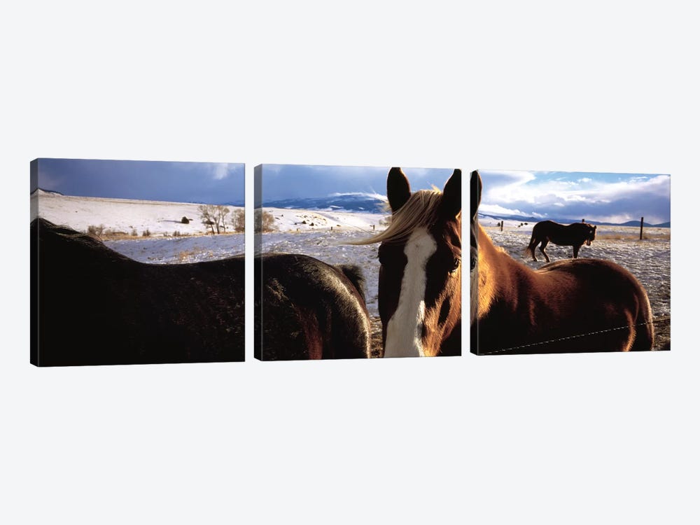 Horses in a field, Montana, USA by Panoramic Images 3-piece Canvas Print
