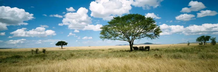 Grazing Elephants Under A Tree, Tsavo West National Park, Tsavo Conservation Area, Kenya