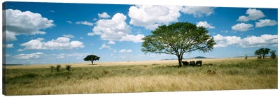 Grazing Elephants Under A Tree, Tsavo West National Park, Tsavo Conservation Area, Kenya Canvas Art Print - Kenya