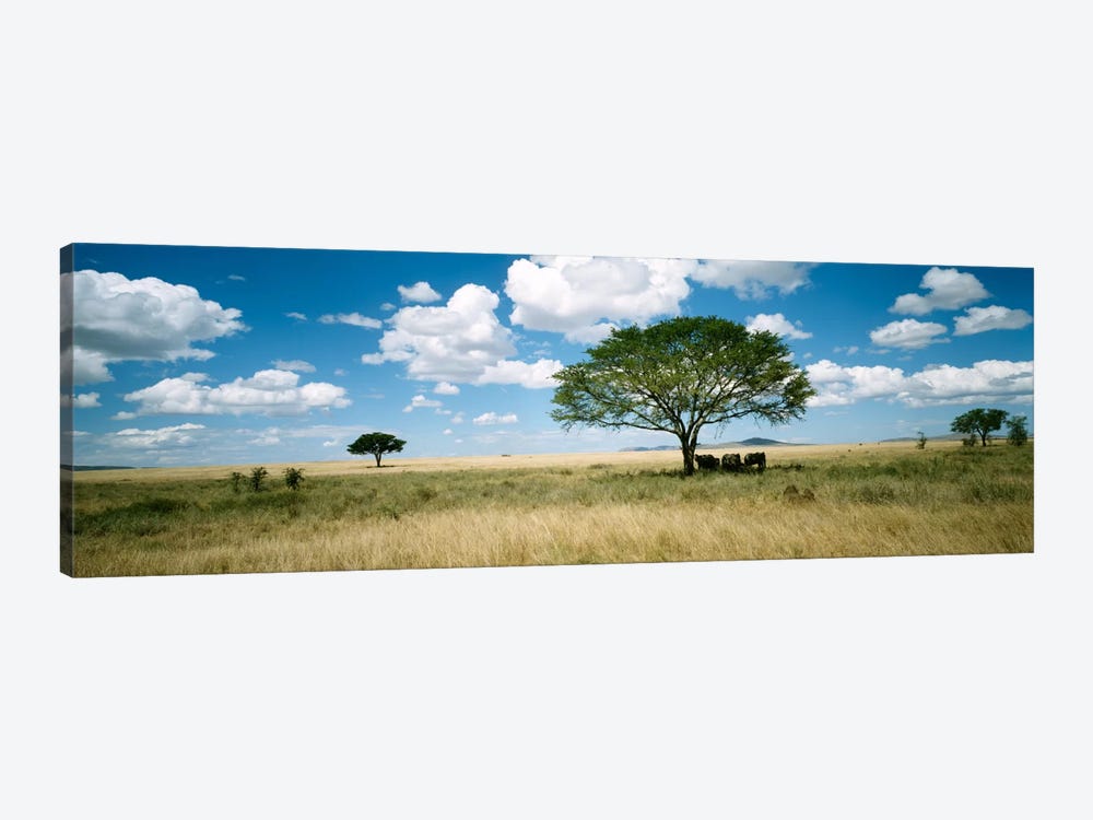 Grazing Elephants Under A Tree, Tsavo West National Park, Tsavo Conservation Area, Kenya by Panoramic Images 1-piece Art Print