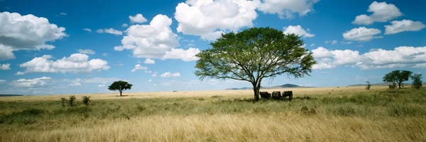 Kenya: Grazing Elephants Under A Tree, Tsavo West National Park, Tsavo Conservation Area, Kenya by Panoramic Images